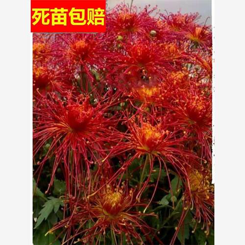【稀有品种菊花苗】金丝