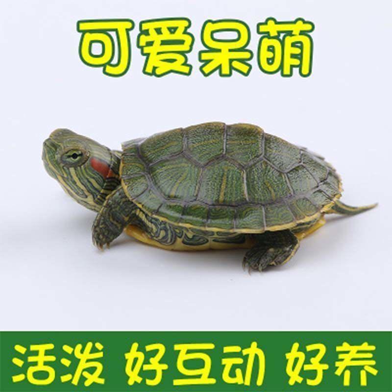 外塘观赏情侣活体乌龟