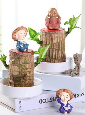 巴西木水养四季幸运木格鲁特绿植