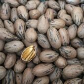 2026新货原味碧根果未加工坚果美国山核桃长寿果