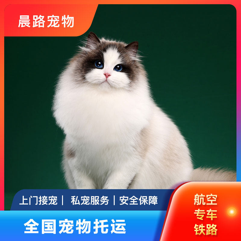 宠物托运服务全国广州北京上海深圳检疫手续专车空运火车猫狗运输