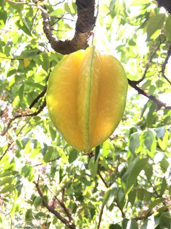 顺丰包邮福建下河树上熟杨桃宝妈孕妇热带多汁五角星水果#老树