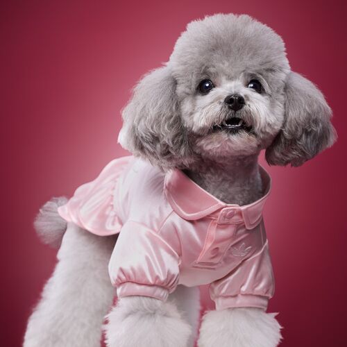 尖货丨阿迪达斯三叶草PET PEARL DRESS萌宠物衣服狗狗猫咪连衣裙