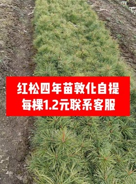 东北嫁接红松树苗五年生松子树苗果松塔松耐寒