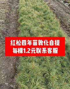 东北嫁接红松树苗五年生松子树苗果松塔松耐寒