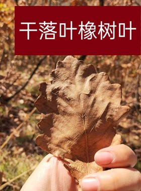 无农药干落叶橡树叶枯叶爬虫乌龟马陆鼠妇饲料斗鱼橄榄懒人叶鱼缸