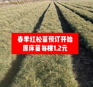 东北红松树苗吉林敦化长白山四年裸苗