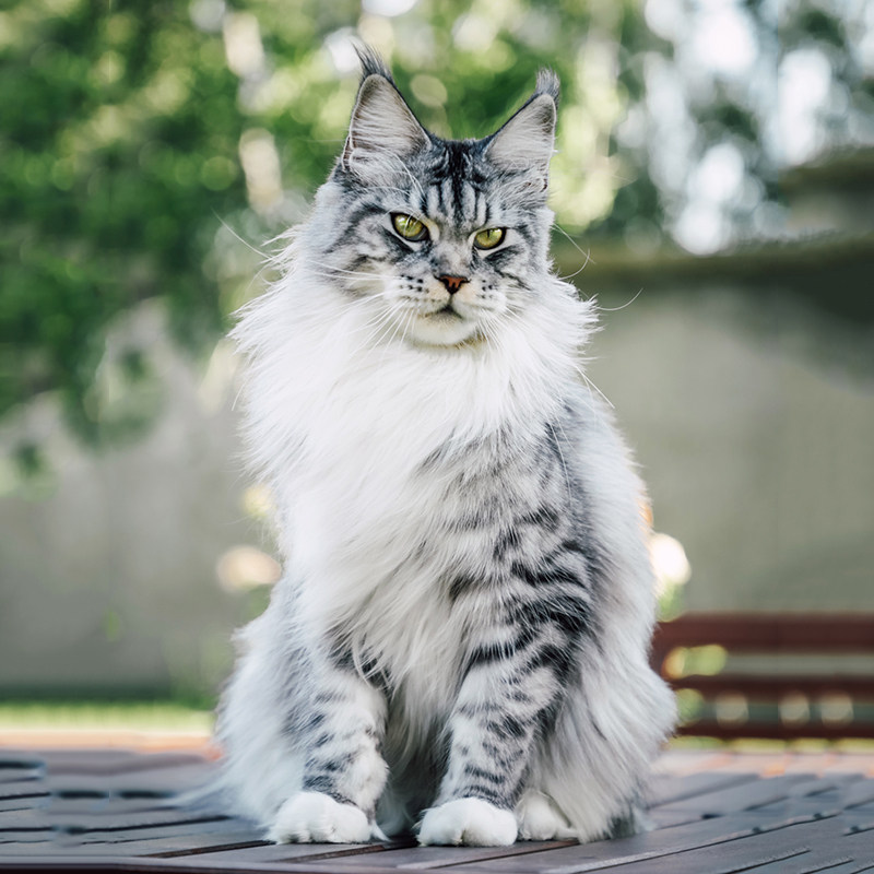 纯种缅因猫幼猫俄罗斯缅因巨型宠物猫赛级血统烟灰银红虎斑宠物猫