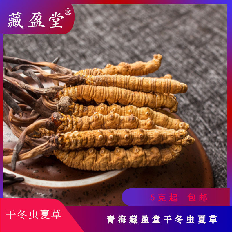 藏盈堂 青海干冬虫夏草3根1克 5克包邮 按克起售