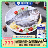 鲜到鲜得白蕉海鲈鱼1050g 包三去处理新鲜水产真空锁鲜独立包装