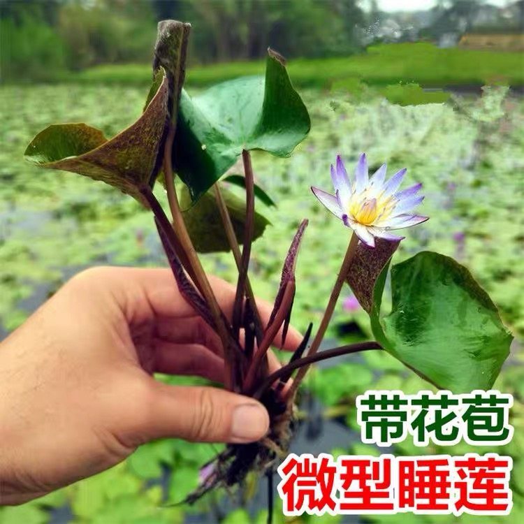 小型迷你睡莲带花带花苞开花鱼缸鱼池水池碗莲庭院阳台睡莲