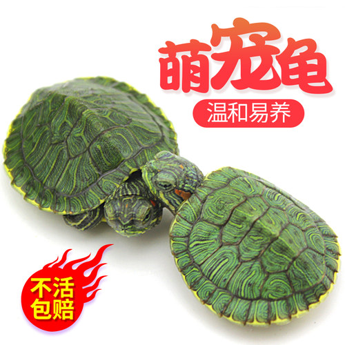 巴西活体外塘宠物中华草龟