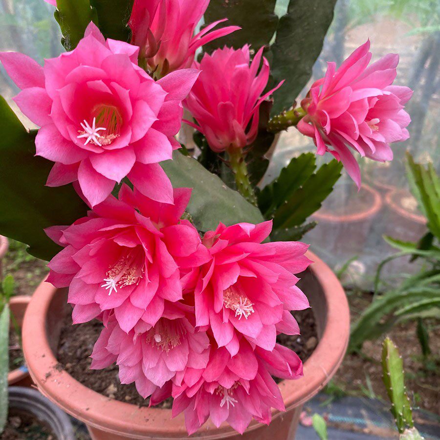 令箭荷花苗进口品种带根植物盆栽东北小粉桌面盆景室内外绿植花卉