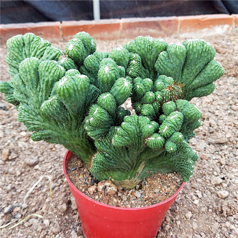 五指山仙人掌甲醛多肉植物阳台