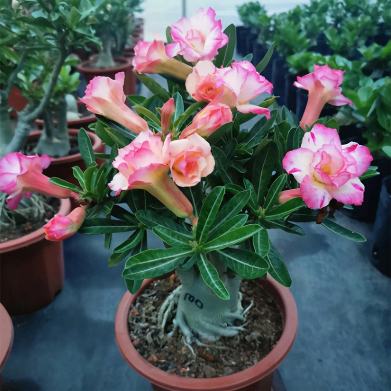 沙漠玫瑰重瓣盆栽四季开花好养办公桌花卉多肉植物阳台精品小盆景