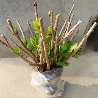 绣球花苗老桩15年大苗老根八仙花无尽夏庭院阳台耐寒好养植物花卉