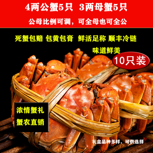 南京固城湖螃蟹公蟹4两母蟹3两共10只高淳大闸蟹鲜活螃蟹礼盒现货