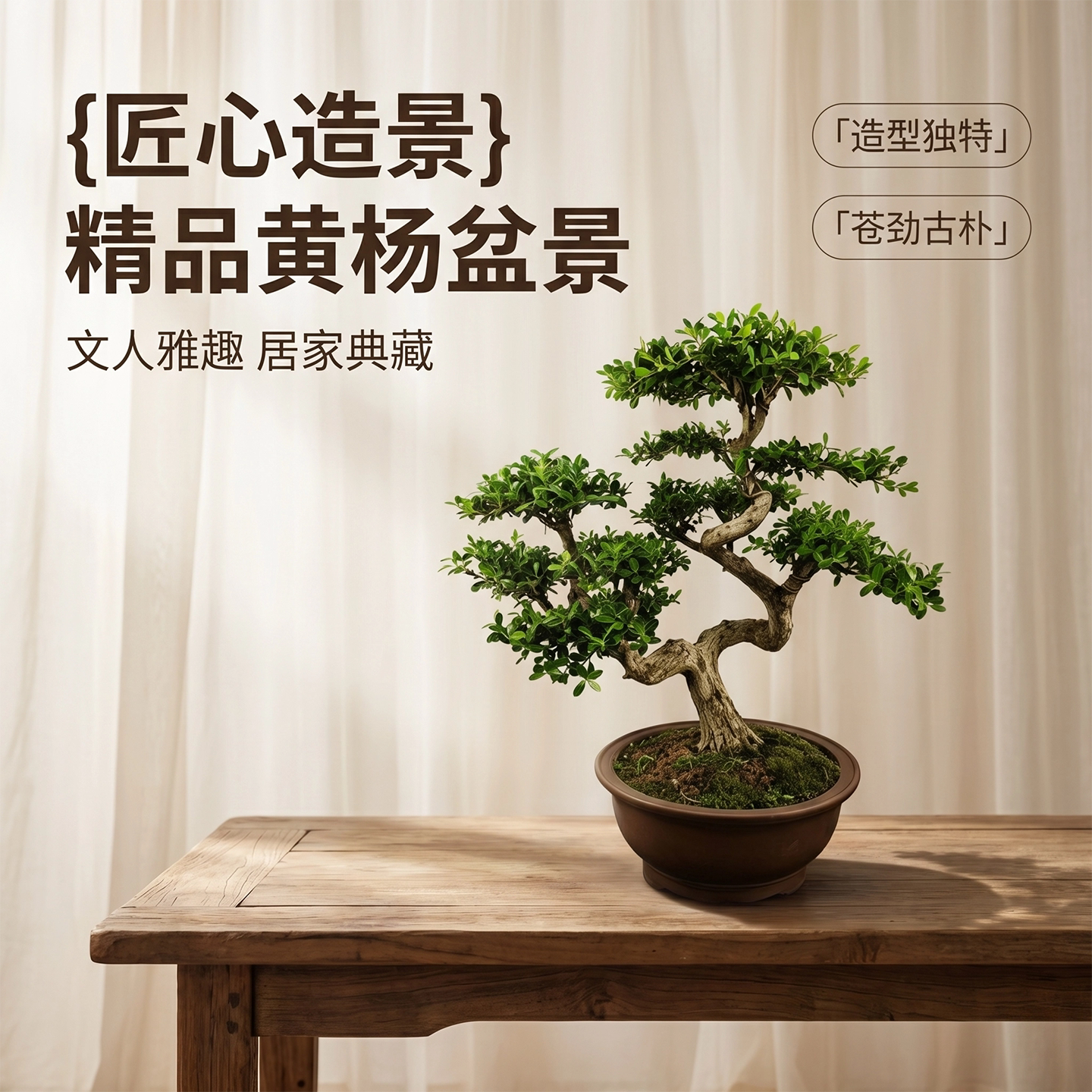 精品黄杨造型盆景文人雅趣居家典藏室内绿植盆栽