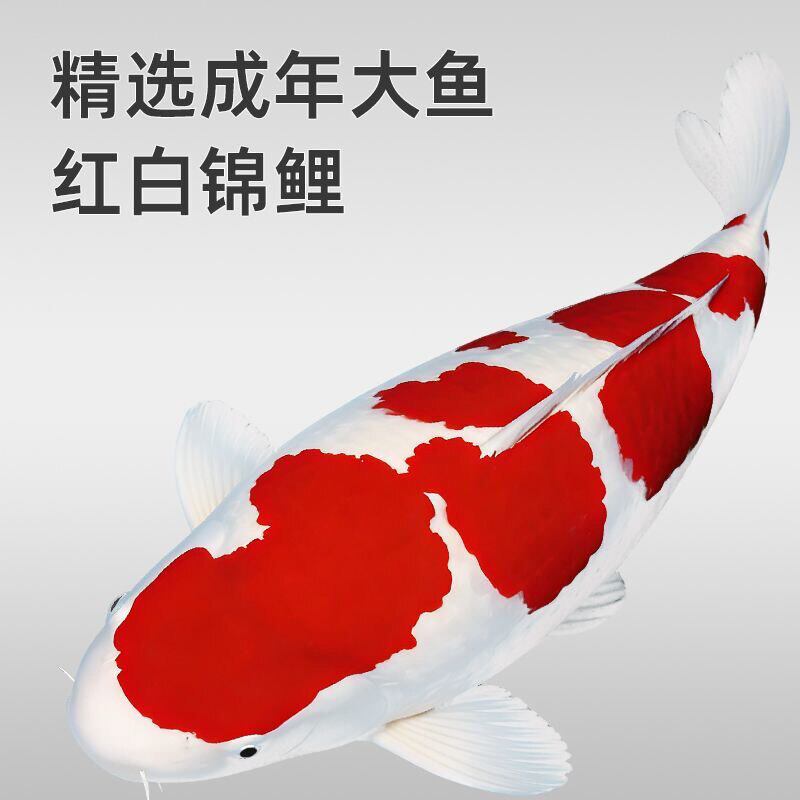黄金鲤观赏鱼纯种锦鲤鱼活鱼冷水红白昭和大正三色好养耐活淡水鱼