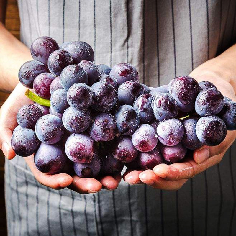 【甜】金华浦江特产新鲜巨峰葡萄现摘现发浙江当季孕妇水果净5斤