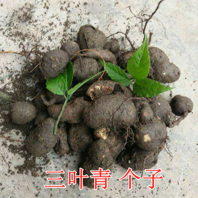 野生三叶青中药材金线吊葫芦丝线吊金钟清热小儿高烧不退石老鼠