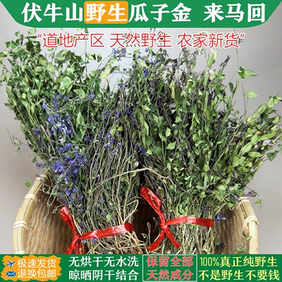 来马回野生瓜子金瓜子草挂米草金牛草竹叶地草金锁匙辰砂草干品