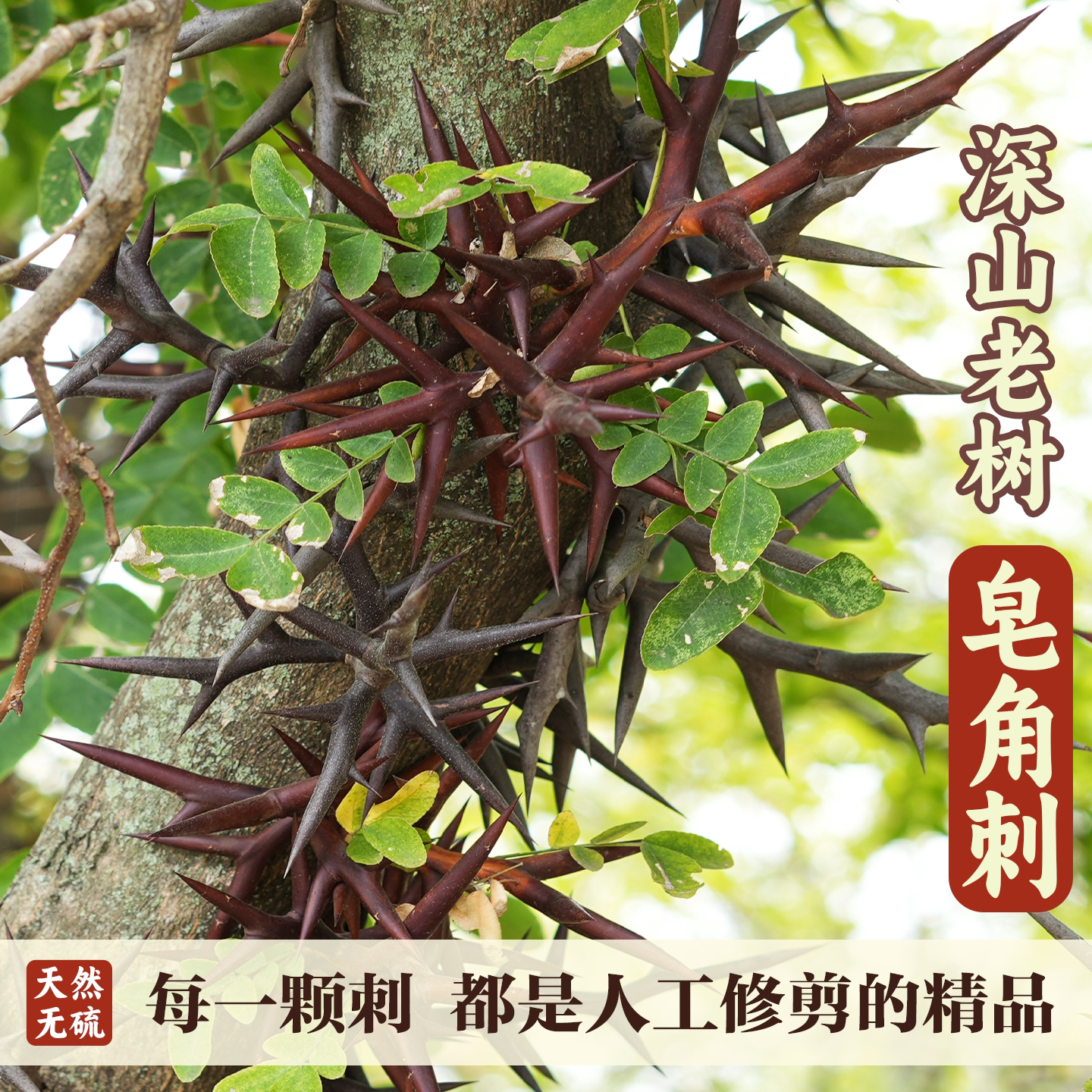 正宗深山皂角刺皂荚刺野生天丁红大刺天然中药材手工纯刺棍刺