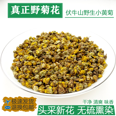野菊花正宗秦岭天然野生新货