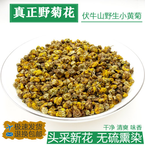 野菊花夏桑菊正宗伏牛山天然野生