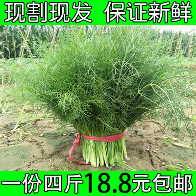 新鲜农家特产现割小茴香菜4斤2斤山东蔬菜荤香大茴香苗不带根包邮