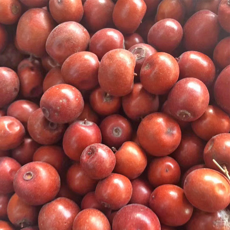 野生贺兰山小酸枣500g宁夏特产开胃酸枣粒山枣野酸枣天然酸枣干