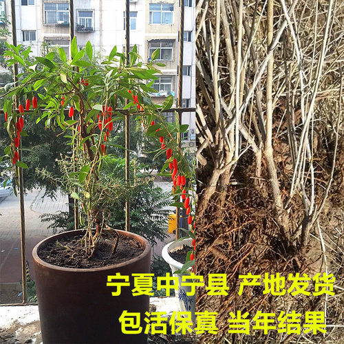 枸杞苗枸杞老桩宁夏