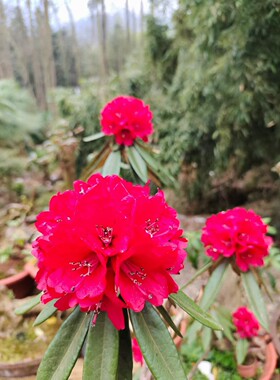 红色马樱花