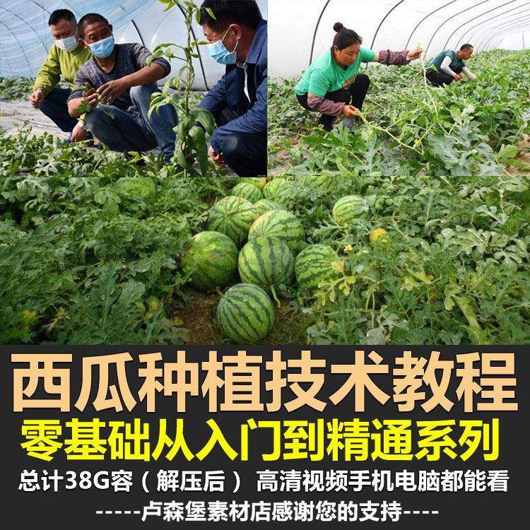 西瓜种植栽培技术视频教程资料大棚前后管理病虫草害防治经验资料,商务/设计服务,设计素材/源文件,淘宝优惠券,粉丝福利购,淘宝优惠卷