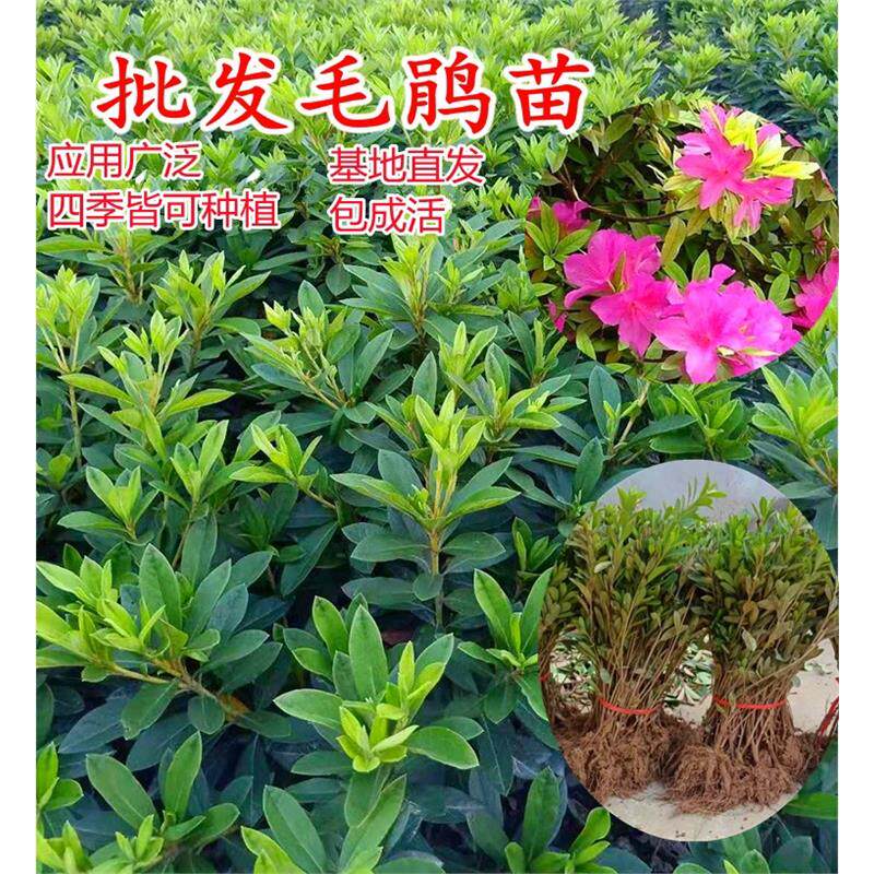 毛杜鹃四季常青庭院绿化苗木映山杜鹃