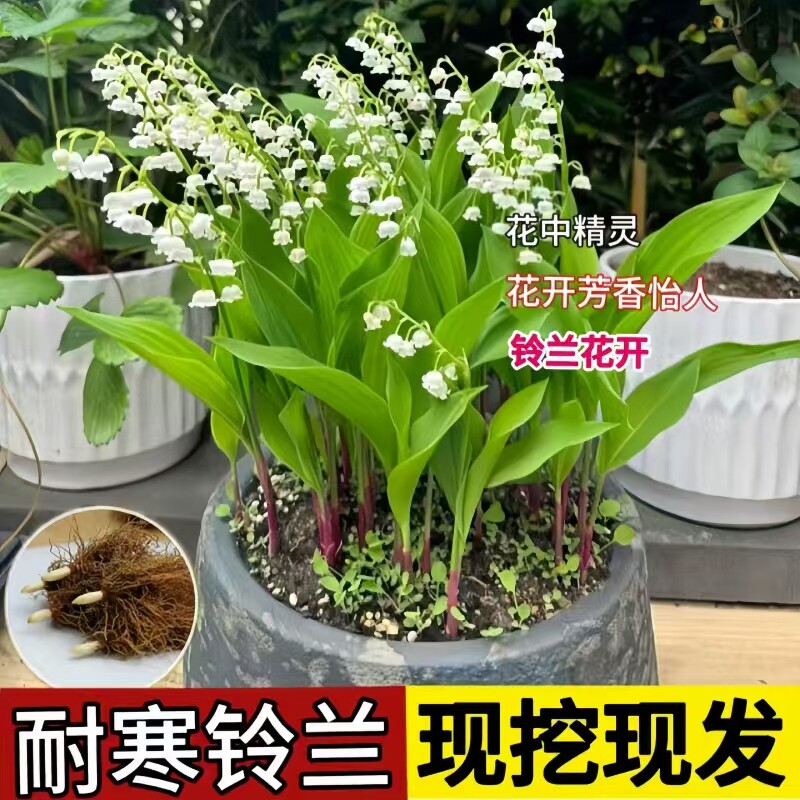 铃兰花苗带芽带根盆栽植物种球耐