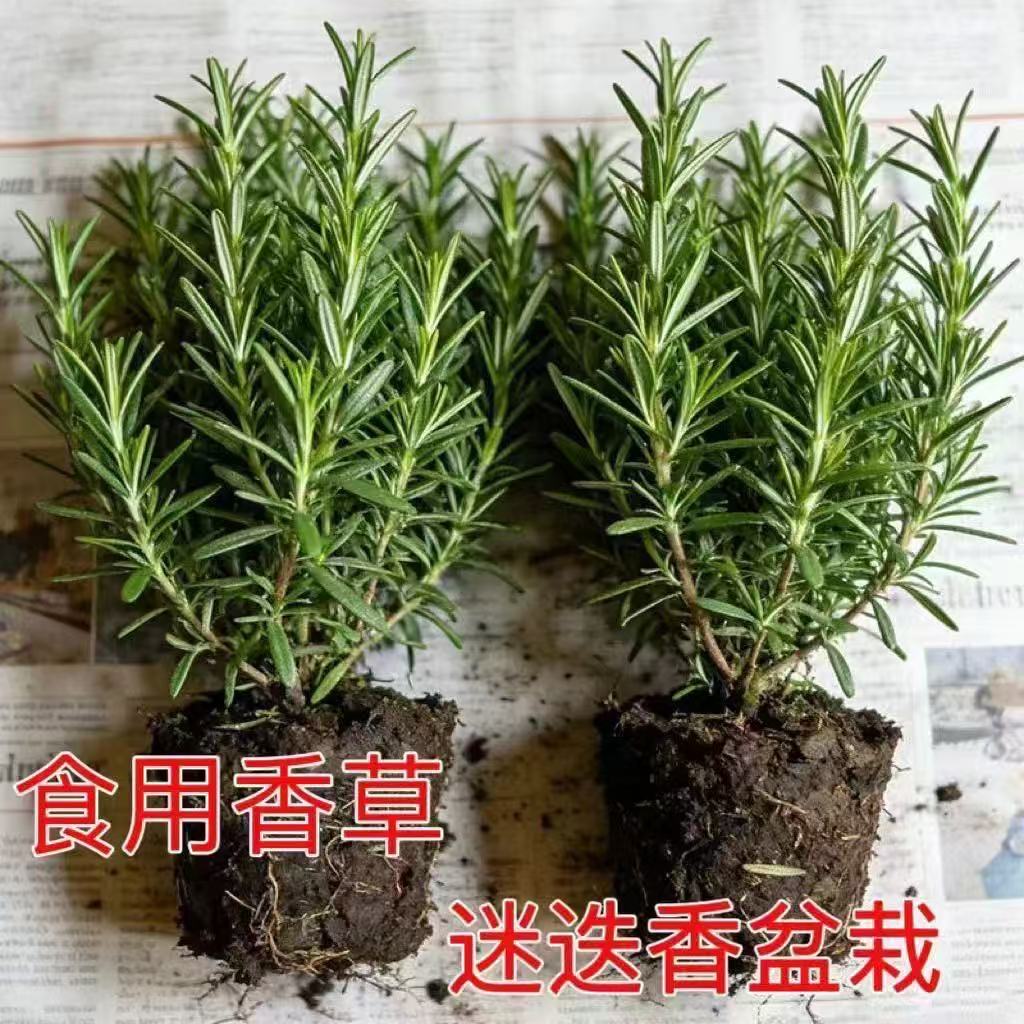 迷迭香盆栽香料清香趣味图片