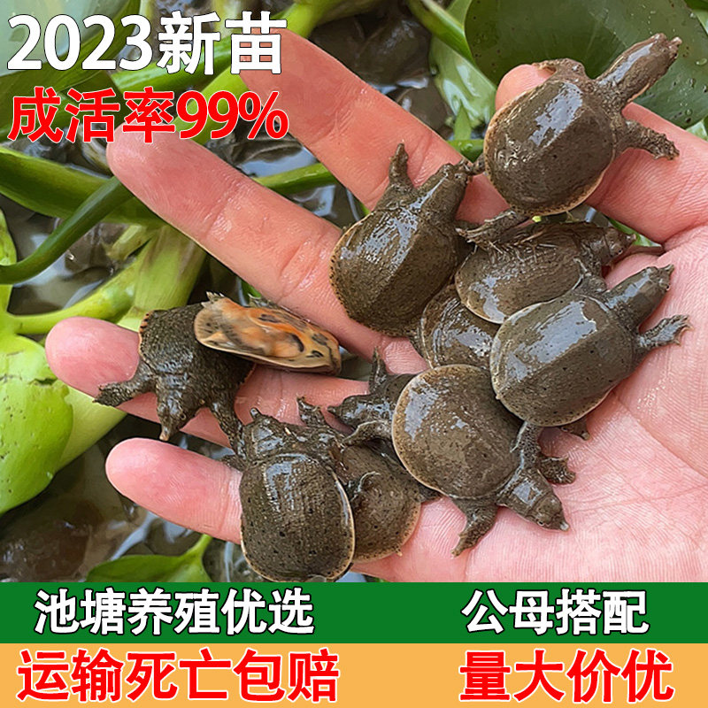 外塘养殖小甲鱼苗活体100只中华鳖水鱼团鱼池塘水库龙鱼饲料包邮