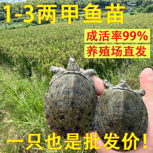 1-4两大甲鱼苗活体 外塘养殖中华鳖苗甲鱼大苗水鱼团鱼王八苗包邮