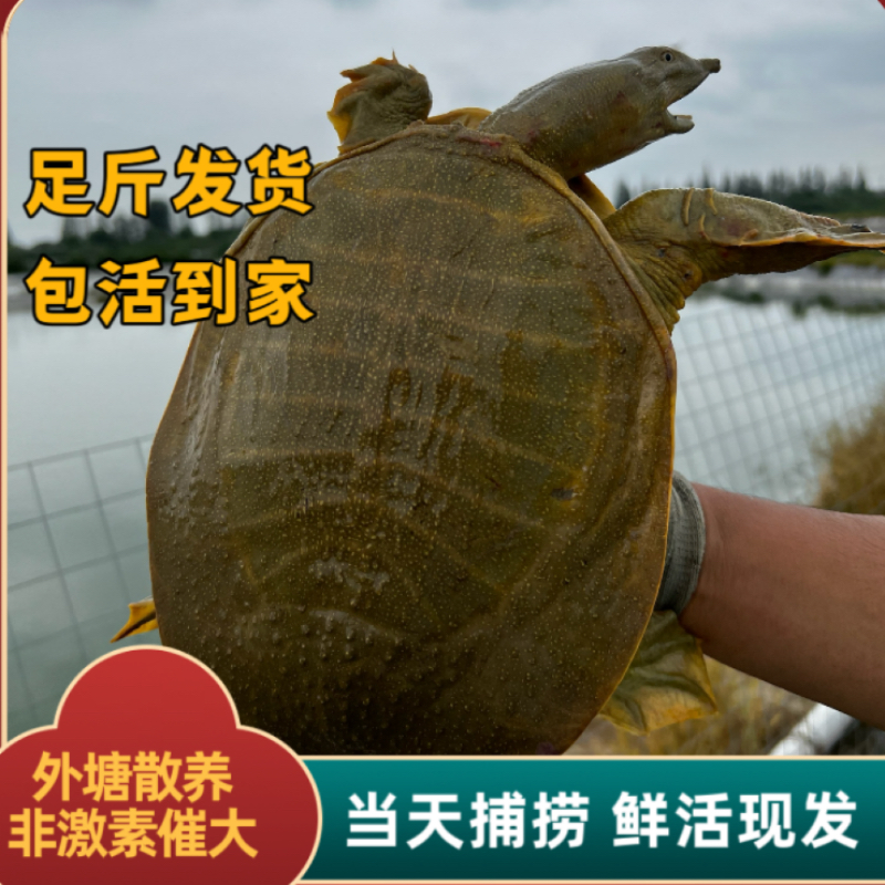 大规格甲鱼苗外塘养殖中华鳖水鱼团鱼苗包邮生态放养优选包活到家
