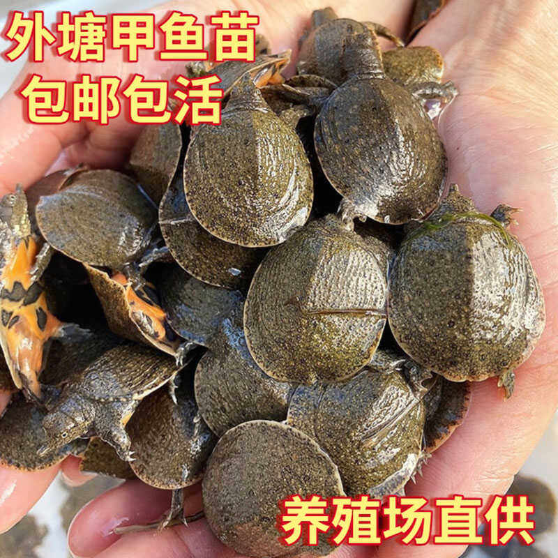 【直播专属】1元一只小甲鱼苗5g鲜活批发外塘中华鳖苗小甲鱼包活