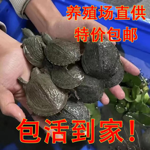 小甲鱼活苗外塘养殖中华鳖苗水鱼团鱼王八苗池塘水库放养包邮包活