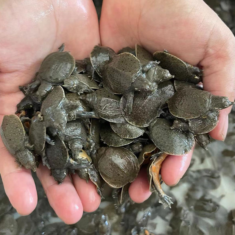 小甲鱼苗活体中华鳖包邮包活到家