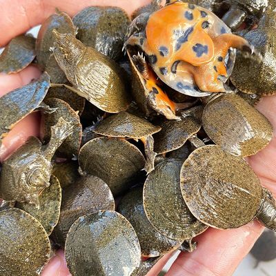 小甲鱼苗活体宠物外塘养殖中华鳖