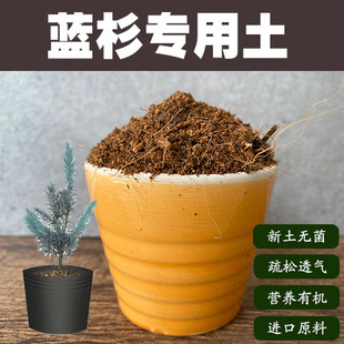 蓝杉专用土杉树盆栽盆景营养土弱酸性沙质红土壤家用绿植种植肥料