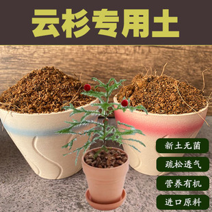 云杉专用土南洋杉圣诞树盆景盆栽营养土酸性沙质红土壤绿植种植肥