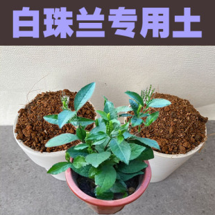 白珠兰专用土盆栽珠兰金粟兰鱼子兰鸡爪兰种植营养土酸性沙土有机