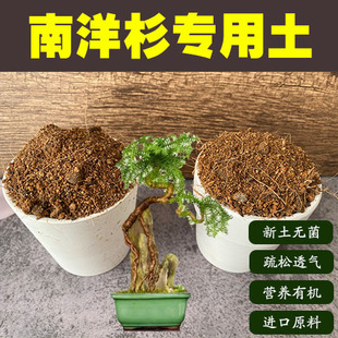 南洋杉专用土杉树盆景盆栽营养土酸性酸性沙质土壤绿植花卉种植肥