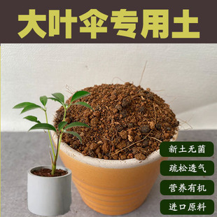 大叶伞土日本大叶伞室内盆栽营养土通用型酸性沙质土绿植种植肥料