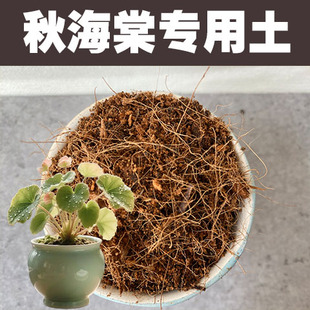秋海棠土专用营养土家用花卉绿植种植有机土椰糠泥炭透气酸性土壤